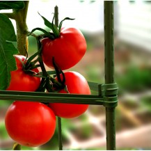 tomato cage in-situ